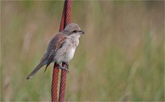 Red-backed shrike