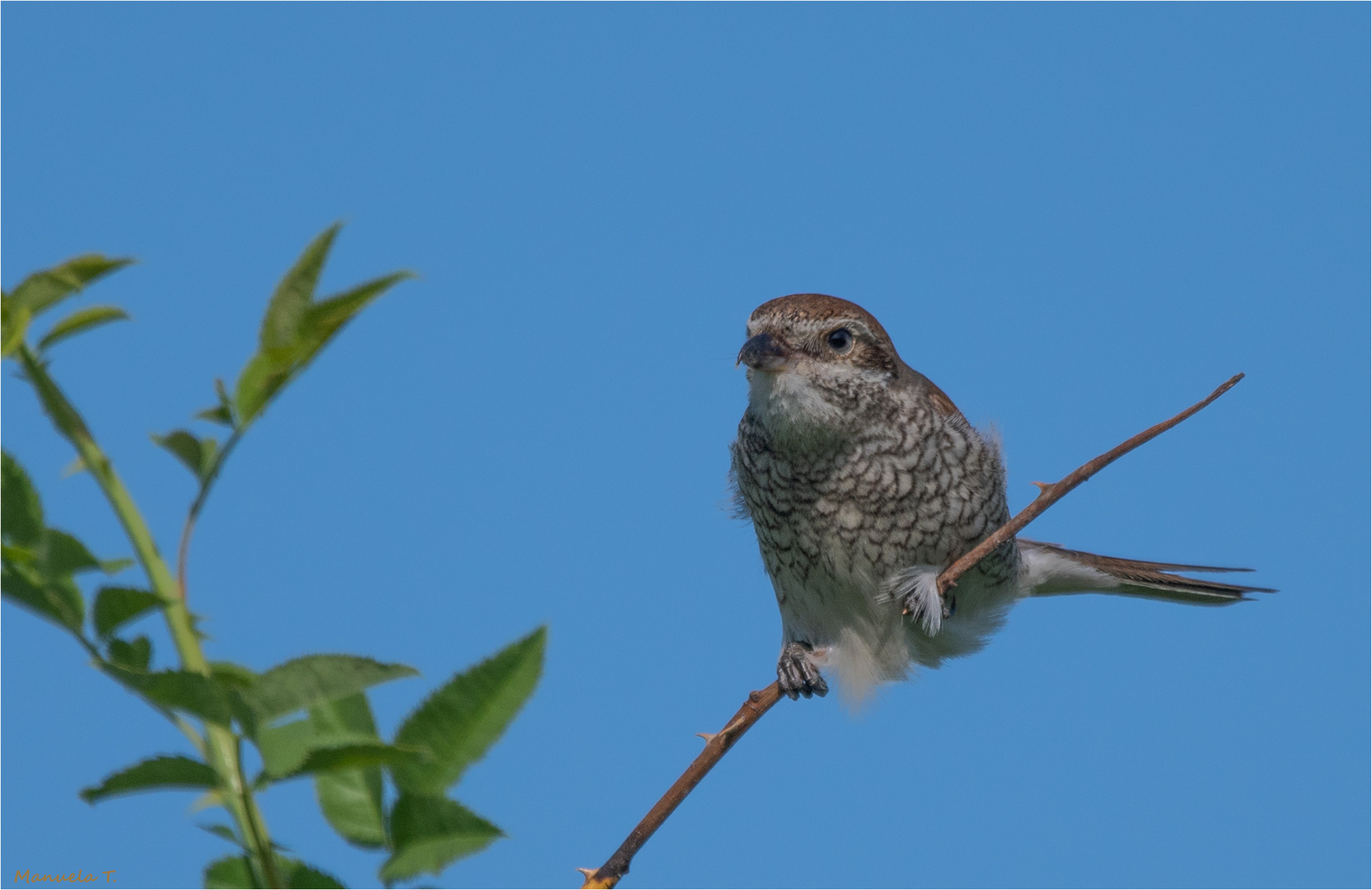 Red-backed shrike