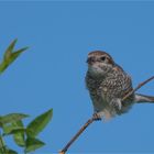 Red-backed shrike