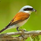 Red -backed Shrike