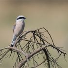 Red-backed shrike