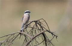 Red-backed shrike