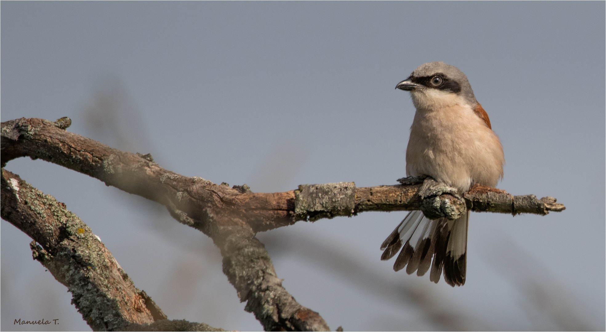 Red-backed shrike