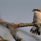 Red-backed shrike