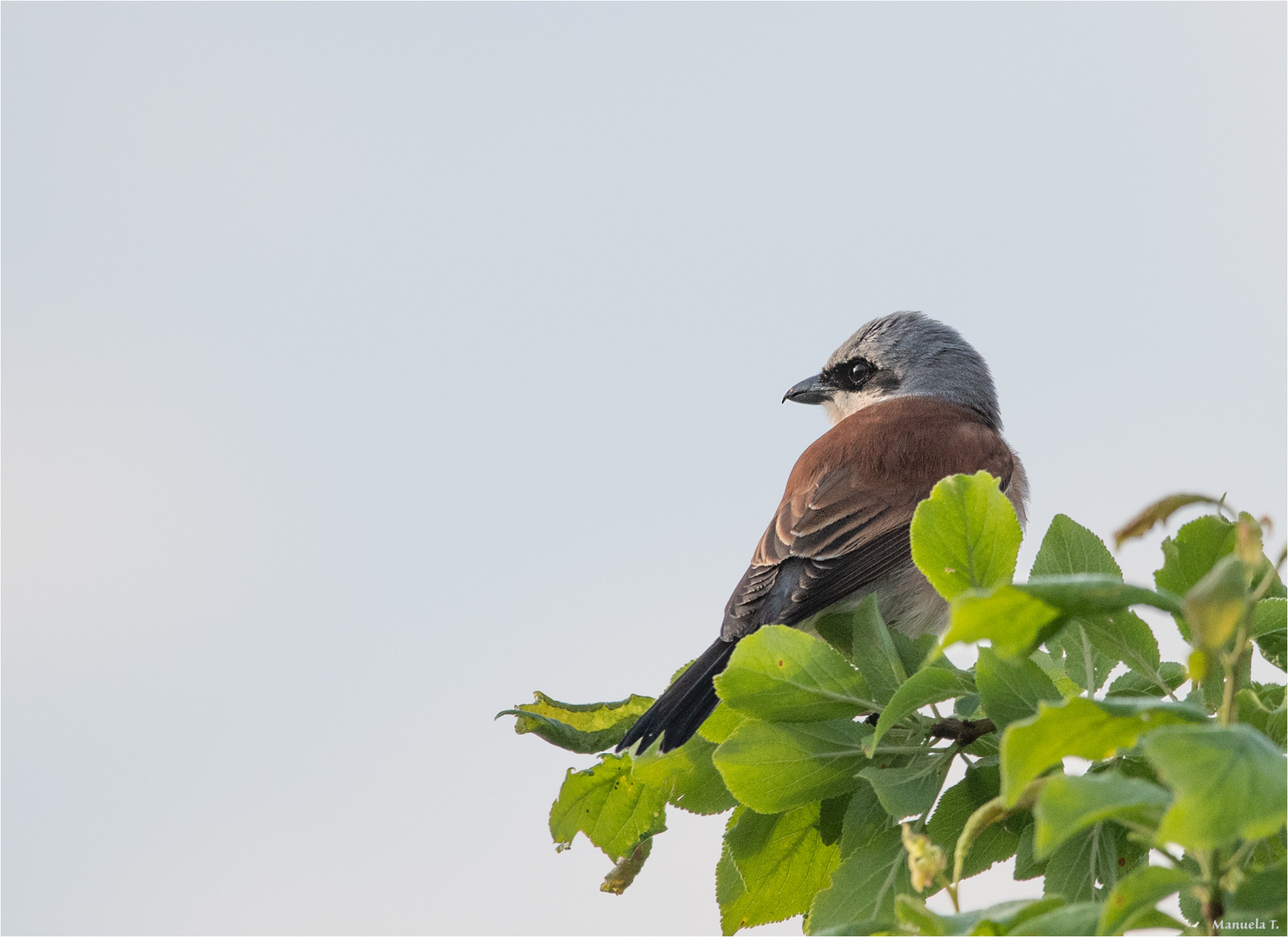 Red-backed shrike