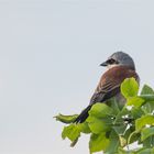 Red-backed shrike