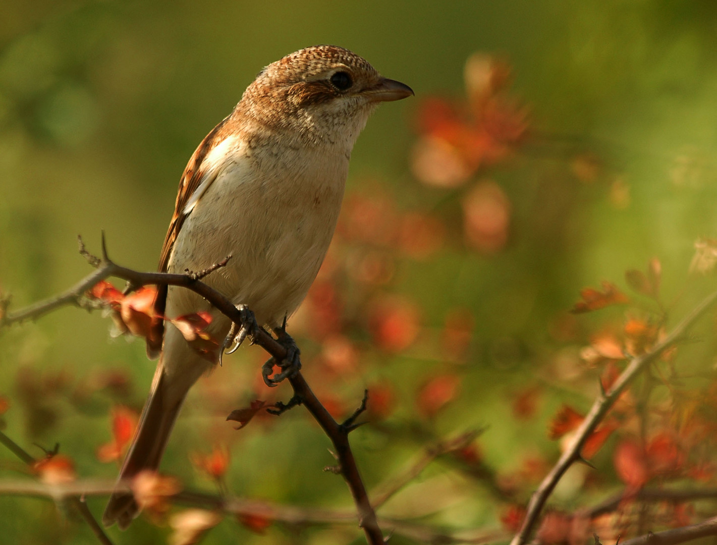 Red-backed Shrike-famale