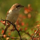 Red-backed Shrike-famale