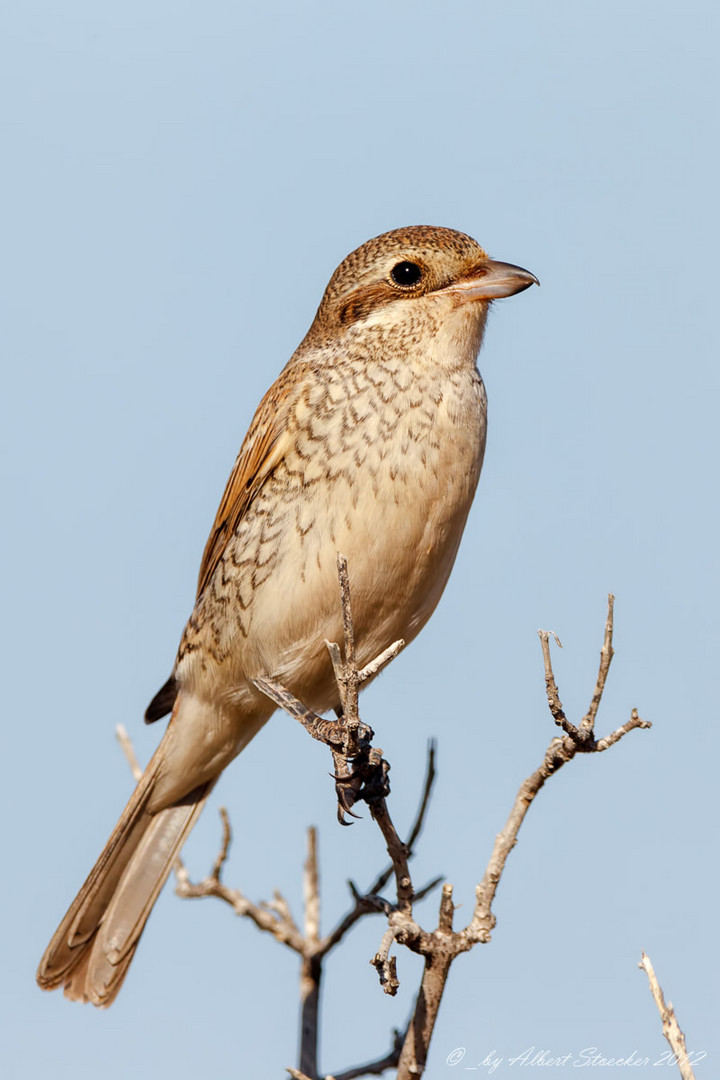 Red-backed Shrike - female