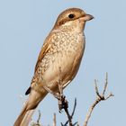 Red-backed Shrike - female