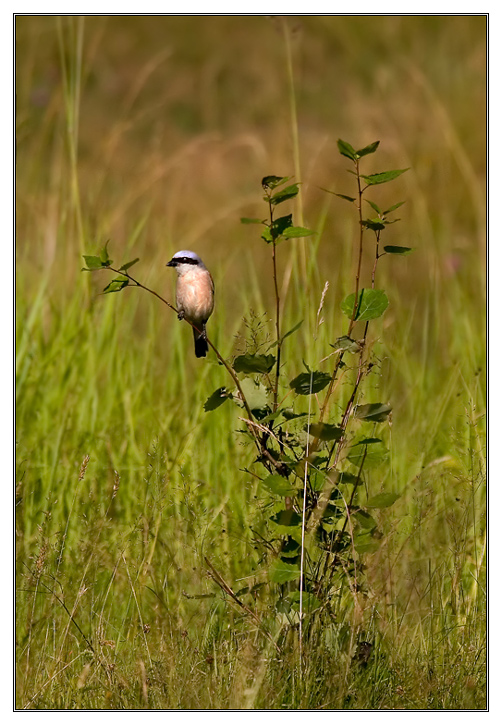 Red-backed Shrike (Lanius collurio)