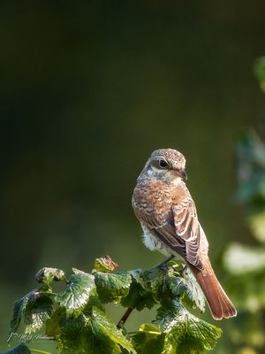 Red-backed shrike (Lanius collurio)