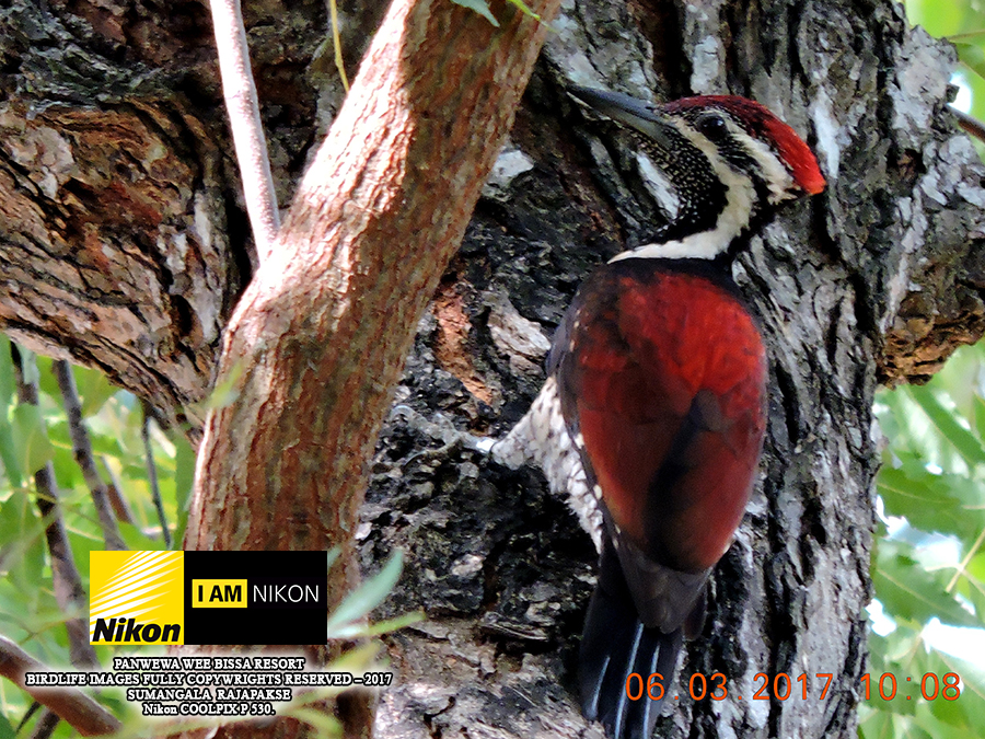Red-backed Woodpecker ( Dinopium benghalense psarodes).