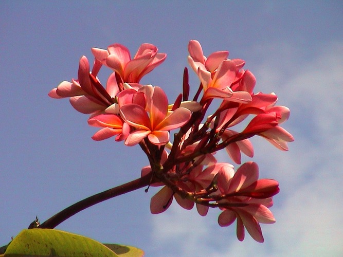 Red Bali Flower