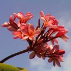 Red Bali Flower
