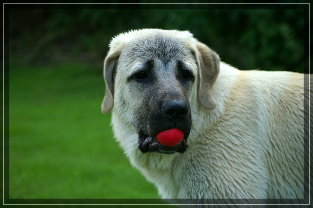 Red Ball