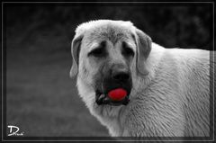 Red Ball ... oder besser roter Ball ;-)