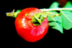 red ball of rosa canina