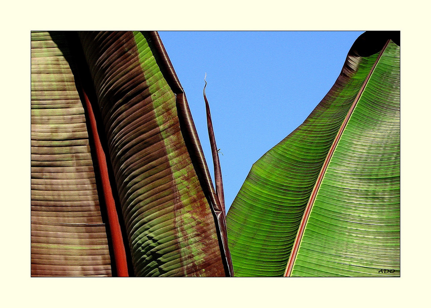 Red Banana Plant