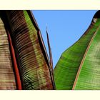 Red Banana Plant