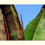 Red Banana Plant