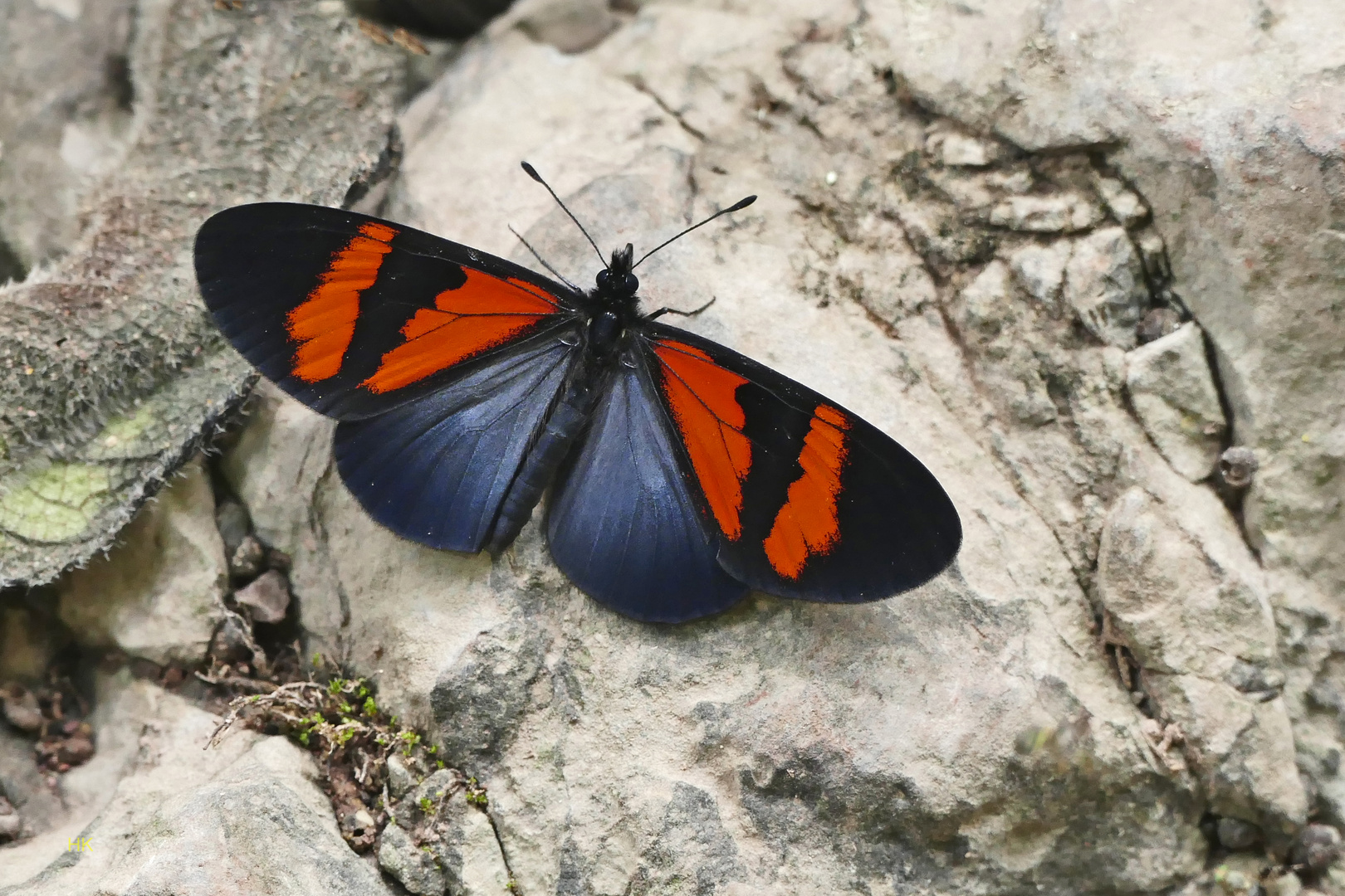  Red-banded Altinote / Altinote dicaeus