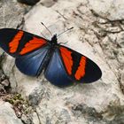  Red-banded Altinote / Altinote dicaeus