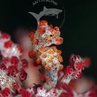 Red Bargibanti`s Pygmy Seahorse - Zwerg-Seepferdchen