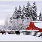 Red Barn in Winter