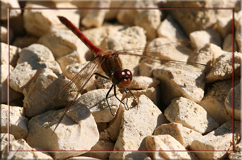 Red Baron