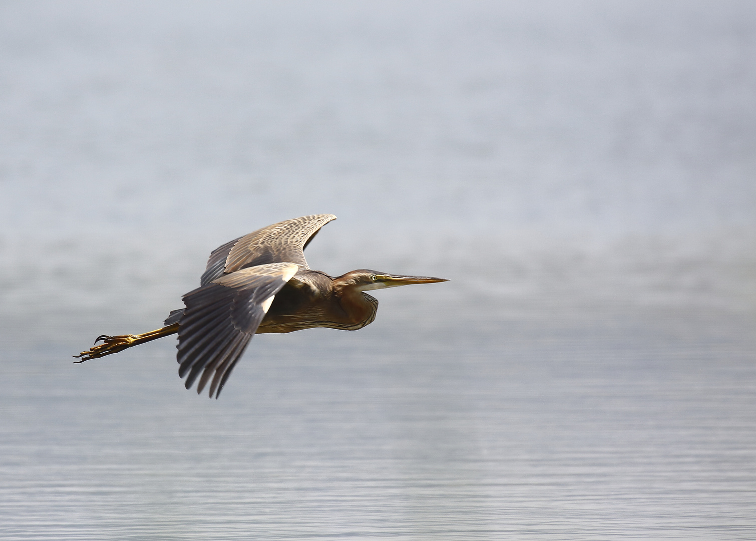 RED BARON (ardea purpurea)