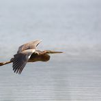 RED BARON (ardea purpurea)