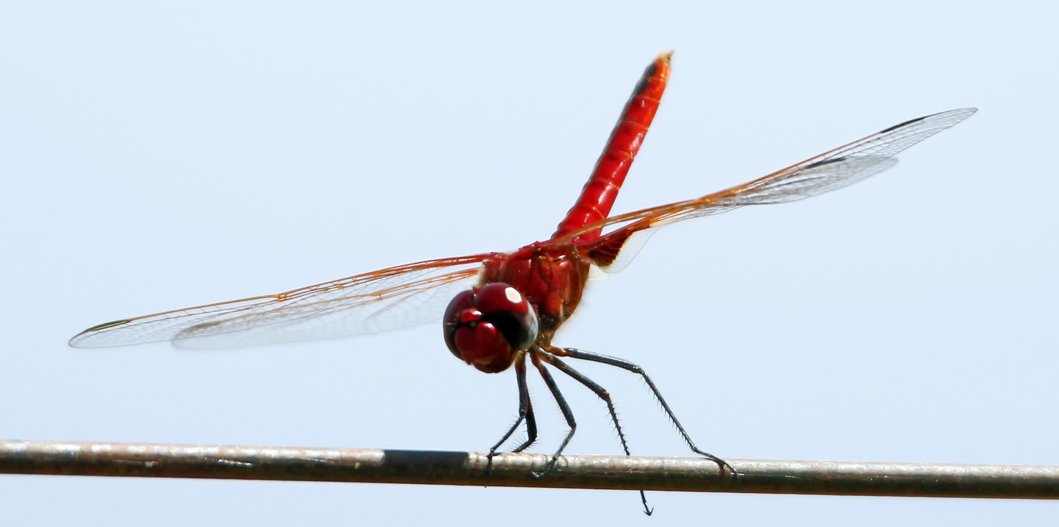 Red Basker – Urothemis assignata