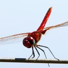 Red Basker – Urothemis assignata