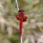 Red Basker,(Urothemis assignata)