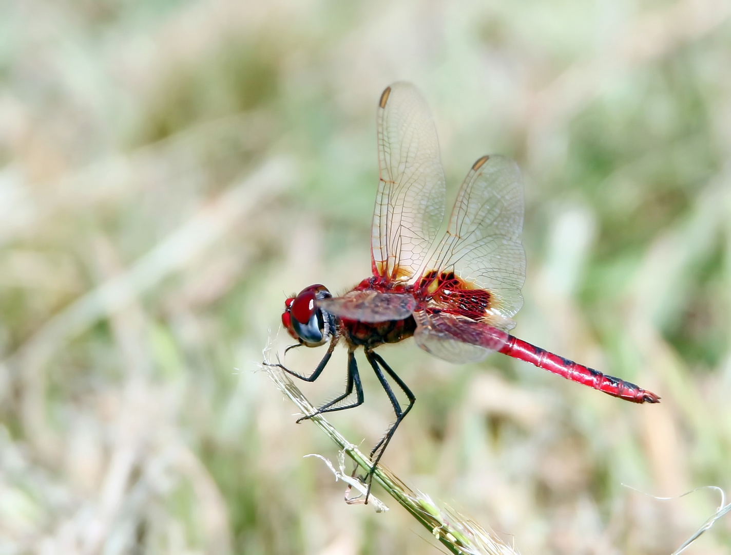 Red Basker,(Urothemis assignata),Männchen