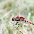 Red Basker,(Urothemis assignata),Männchen