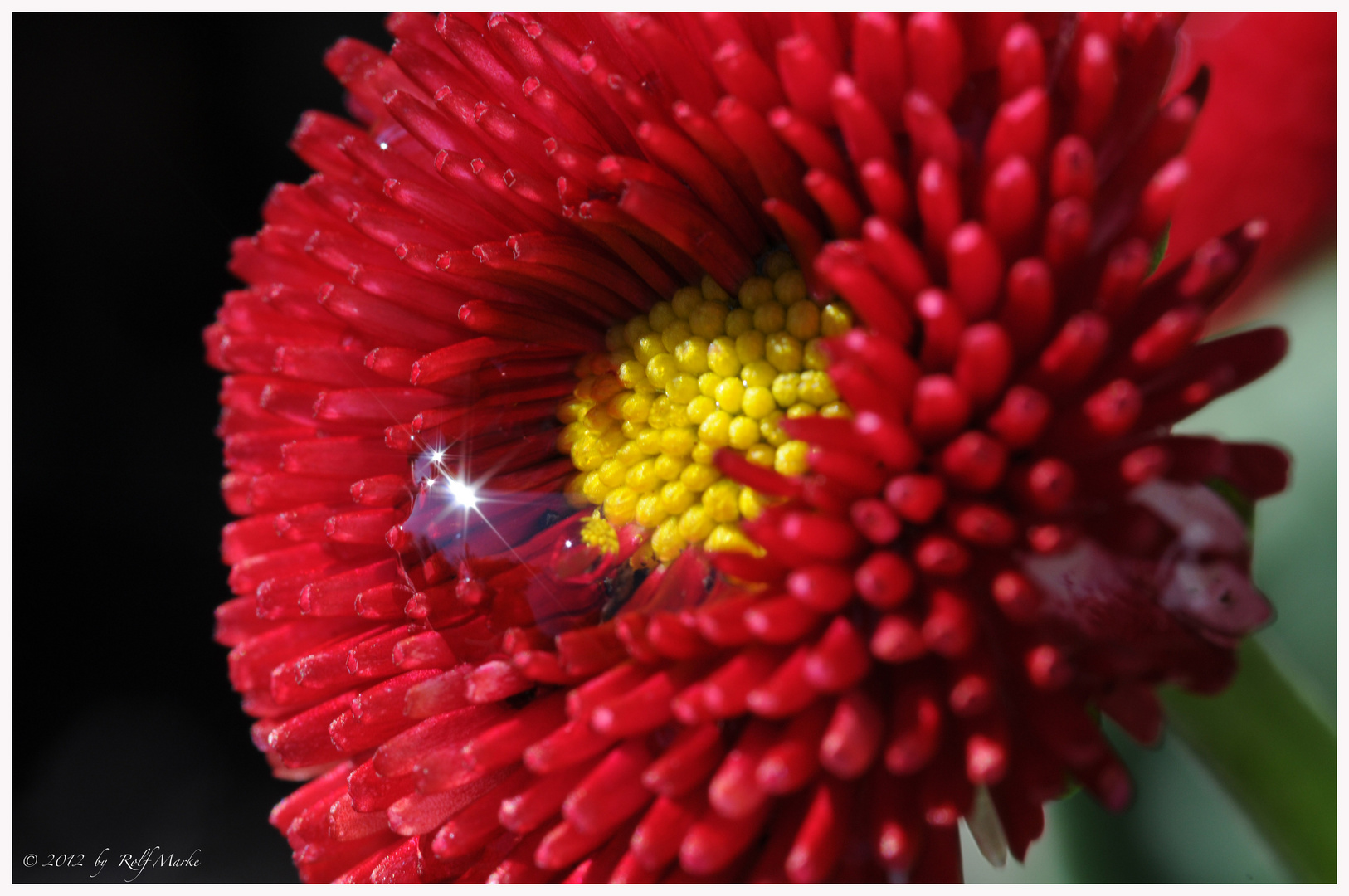 red beauty