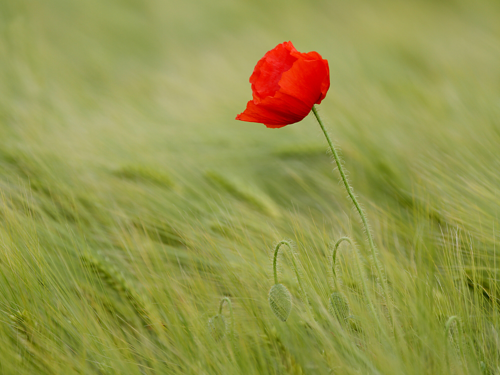 Red Beauty