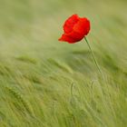 Red Beauty