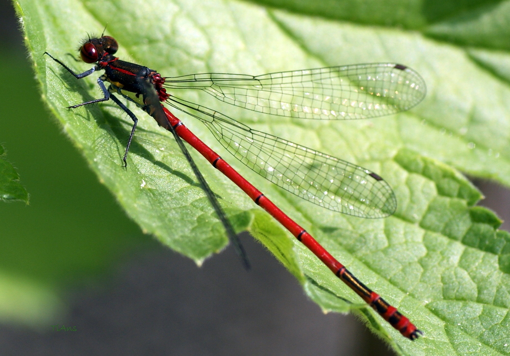 *red beauty 2*