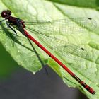 *red beauty 2*