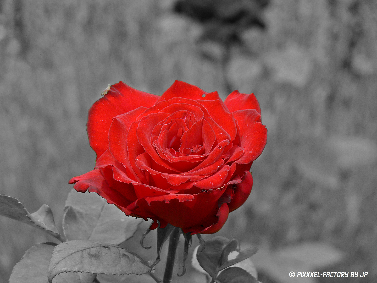 Red Beauty........