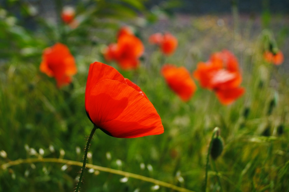 Red beauty ::