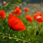 Red beauty ::