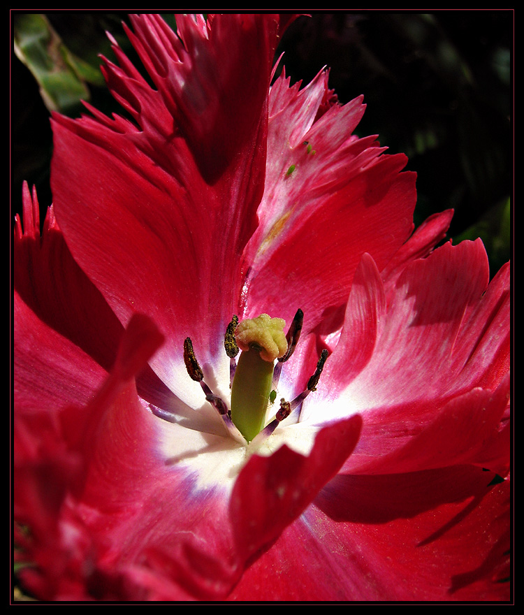 Red Beauty