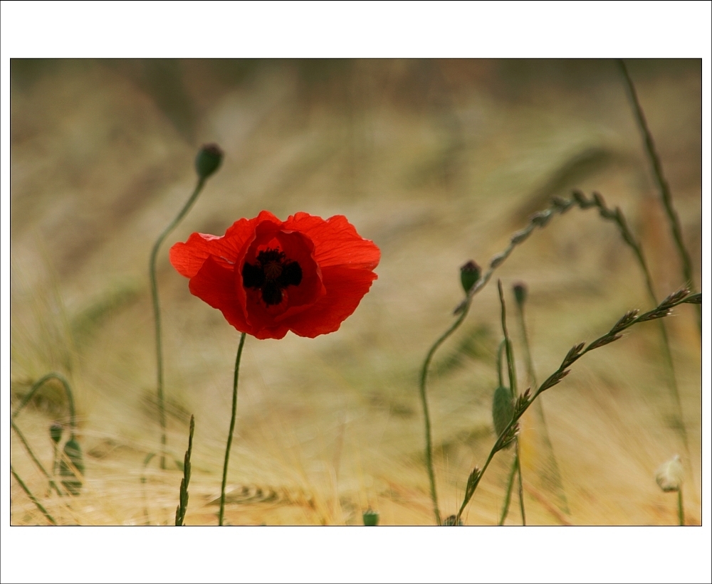 * red beauty *