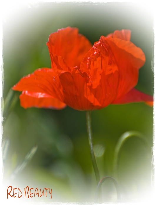 red beauty ...