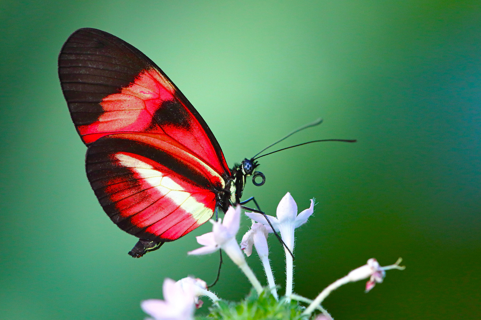 Red beauty