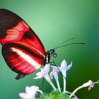 Red beauty